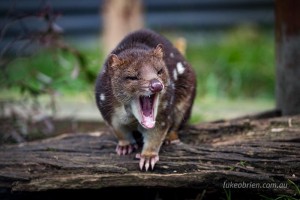 Spotted Tail Quoll, Devils@Cradle