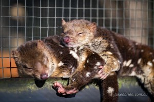 Spotted-tail Quolls enjoying the sun!