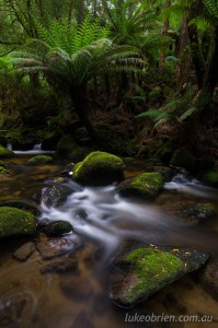 Rainforest near St Columba Falls Tasmania