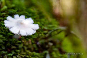 White fungi, Styx Valley Big Tree Reserve