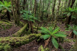 Rainforest, Styx Valley Tasmania