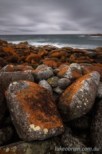 Lichen covered rocks in Granville Harbour