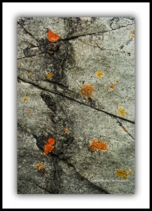 Lichen Abstract, Tarkine