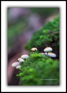 Tarkine Tasmania "The Forest Floor" Luke O'Brien Photography