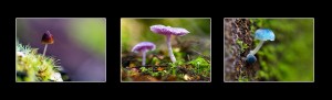 Tarkine fungi photos