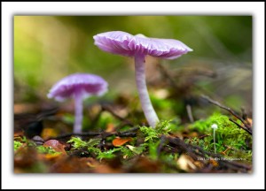 Tarkine fungi, Wandle River