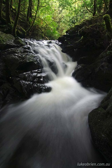 Rainforest stream in Tasmania's Tarkine