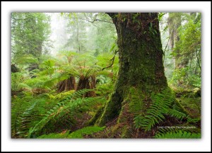 Tasmanian Photography: Tarkine Rainforest, Mt Lindsay