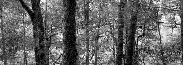 Tarkine Forest at Philosophers Falls