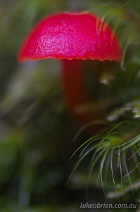 Red fungi in Tasmanias Tarkine