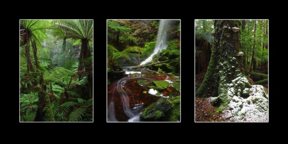 The lush green rainforest of Tasmania's Tarkine