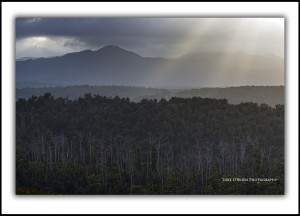 Tarkine Tasmania "Light" Luke O'Brien Photography