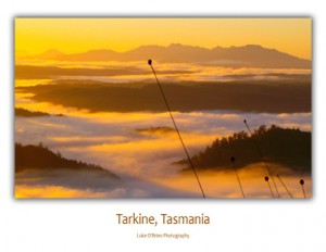 Tasmanian Postcards - Tarkine Buttongrass