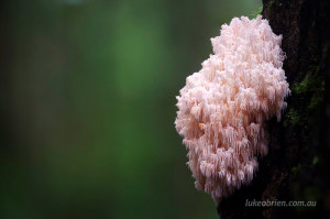 Hericium coralloides, Tarkine