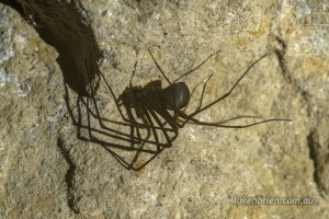 tasmanian cave spider