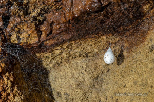 tasmanian cave spider egg sac