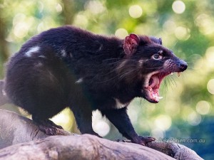 Devils@Cradle - Tasmanian Devil & Quoll Sanctuary