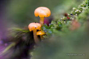 tasmanian fungi overland track 