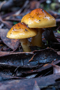 Tasmanian fungi