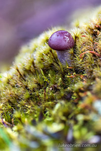 Purple fungi Overland Track