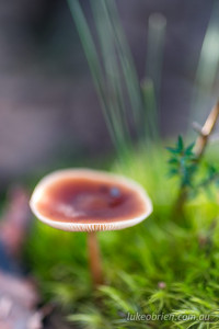 mushroom near narcissus