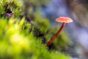 Fungi and moss, near Narcissus