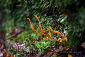 tasmania fungi photography workshop tarkine