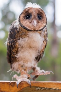 Masked Owl Raptor Refuge Tasmania
