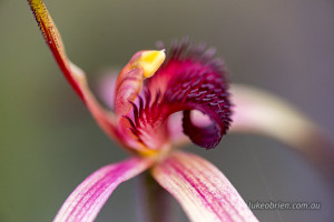 tasmanian spider orchid - Caladenia patersonii 