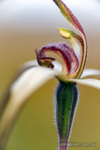 tasmanian spider orchid - Caladenia patersonii 