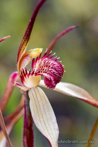 Spider orchid - Caladenia patersonii 