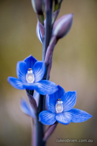 Thelymitra aristata (great sun-orchid)