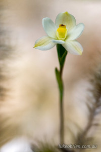 Thelymitra flexuosa Tasmanian Sun Orchid