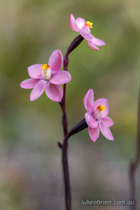 Thelymitra rubra (pink sun-orchid)