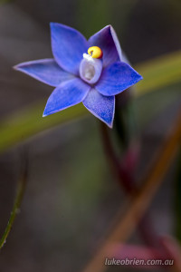 Sun Orchid in the Arthur Pieman Conservation Reserve