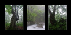 Mt Chokai Forest Scenes - Collection of 3 Photos