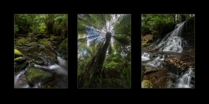 Tasmanian rainforest photos - Mt Field & Styx Valley
