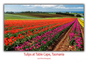 Table Cape Tulip Festival Tasmania