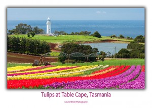 Tasmanain Postcards - Tulips at Table Cape
