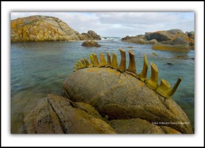 Tyrone Jaspers Tasmanian Sculpture King Island III