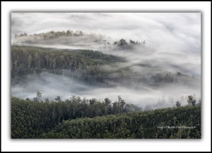 Tall trees and mist, Upper Florentine Valley