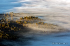 Upper Florentine Valley Tasmania: Mist and morning light on the tall trees.