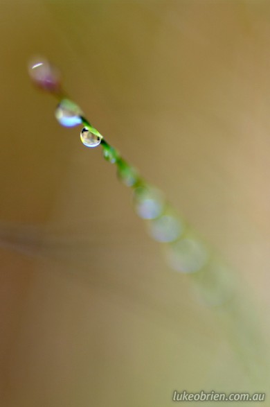 Dew drops on grass - macro photography