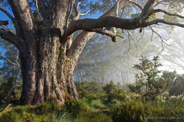 Eucalypt and Mist in Tasmania's Vale of Belvoir