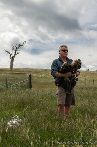 Wedge tailed eagle release, Raptor Refuge Tasmania