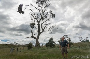 Wedge tailed eagle release, Raptor Refuge Tasmania