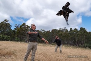 raptor release tasmania raptor refuge