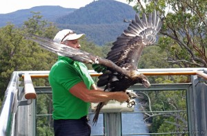 Wedge Tailed Eagle, release 16/1/2013. Tahune Airwalk.