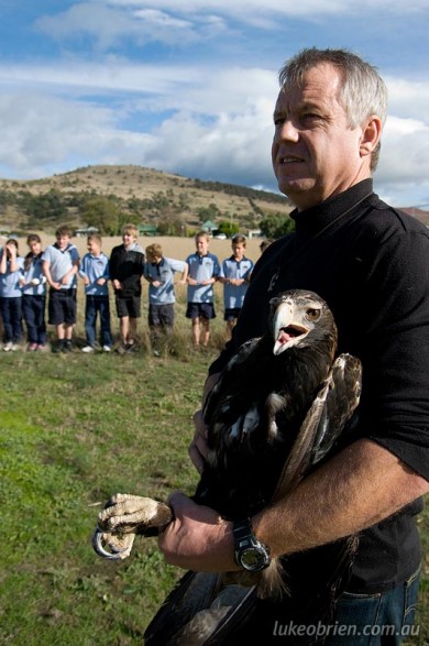 Wedge Tailed Eagle Release, Richmond, May 2012