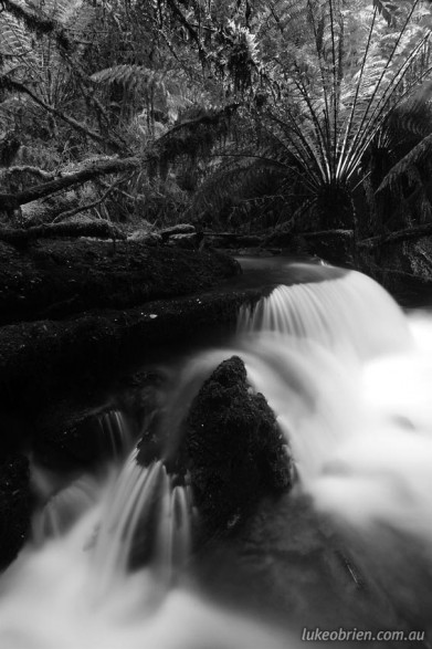 Rainforest, Angel Creek